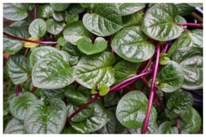 Sehat dengan Daun Binahong, Tapi Waspadai Efek Samping Ini!