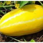 melon