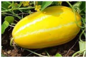 5 Manfaat Buah Melon untuk Kesehatan, Segar dan Kaya Nutrisi