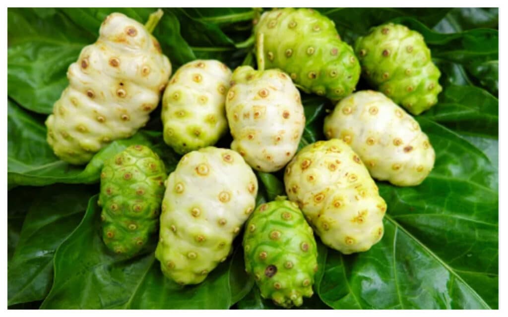 Mengkudu, Buah Tropis dengan Segudang Manfaat Kesehatan