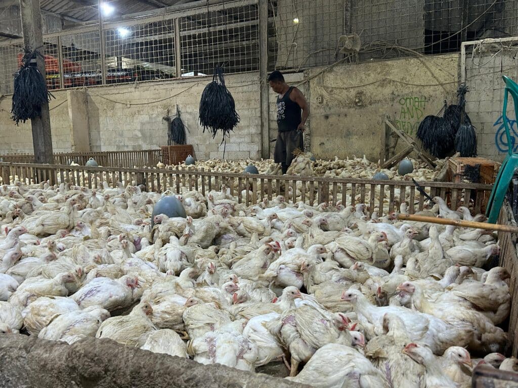 Kementan Sidak Ayam Hidup di Jakarta, Awasi Harga dan Distribusi