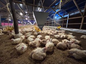 Jaga Stabilitas Pasar, Kementan Kendalikan Produksi Ayam Hidup