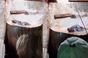 Viral Babi Hutan Masuk Rumah Warga, Nyemplung ke Bak