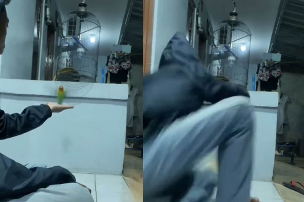 burung peliharaan