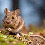 Virus Antavirus berasal dari tikus.