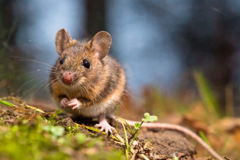 Virus Antavirus berasal dari tikus.