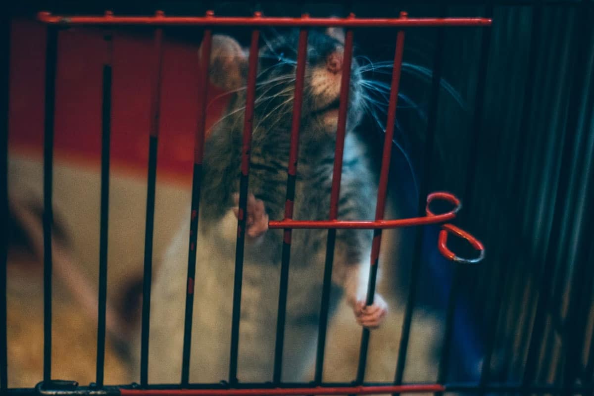 cara mudah buat jebakan tikus