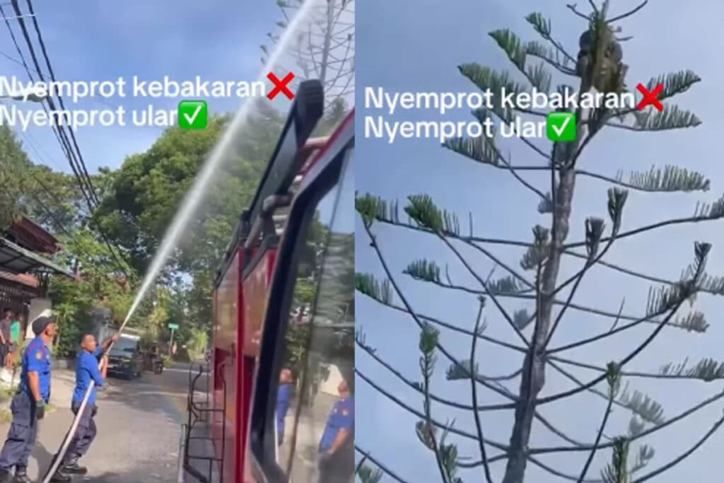 Bukan Api, Viral Petugas Damkar Semprot Ular Nangkring di Pohon