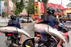 Viral Pemotor ‘Bonceng’ Ikan Berukuran Jumbo, Netizen: Keluarganya Seneng Banget