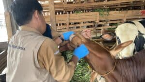 Pemkab Bogor Pastikan Hewan Qurban Aman dan Sehat, 224 Petugas Dikerahkan Jelang Idul Adha