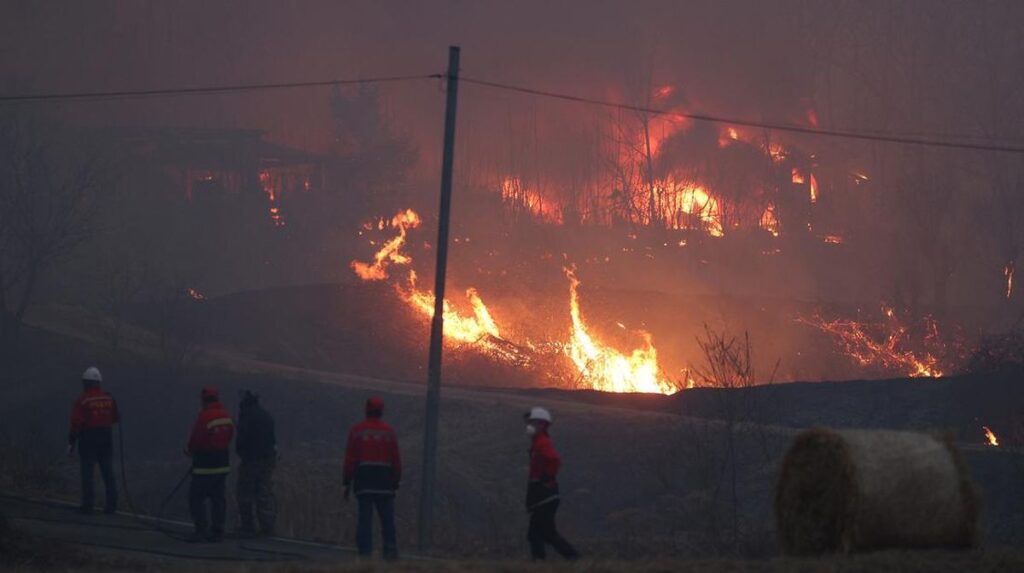 Kebakaran Hutan Hebat Landa Israel, Netanyahu Umumkan Status Darurat