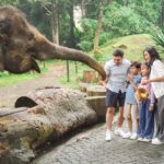 Royal Safari Garden
