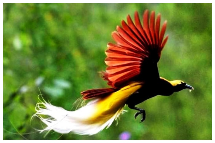 Cendrawasih Kaisar, Pesona Eksotis dari Boven Digoel, Papua