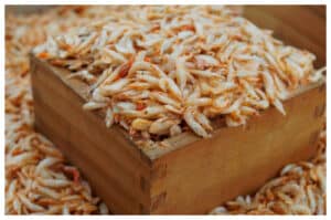 Bukan Sekadar Terasi: Ini Fakta Gizi Udang Rebon!