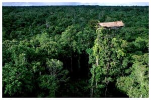 Rumah Pohon Suku Asmat: Warisan Budaya yang Menarik Perhatian Dunia