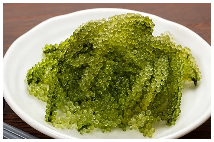 Anggur Laut: Alga Bergizi dengan Segudang Manfaat