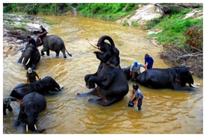 Sekolah Gajah Sebanga: Pusat Pelatihan Gajah dan Wisata Edukasi di Riau