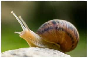 Jangan Jijik Dulu! Ini 8 Manfaat Bekicot bagi Tubuh dan Kulit