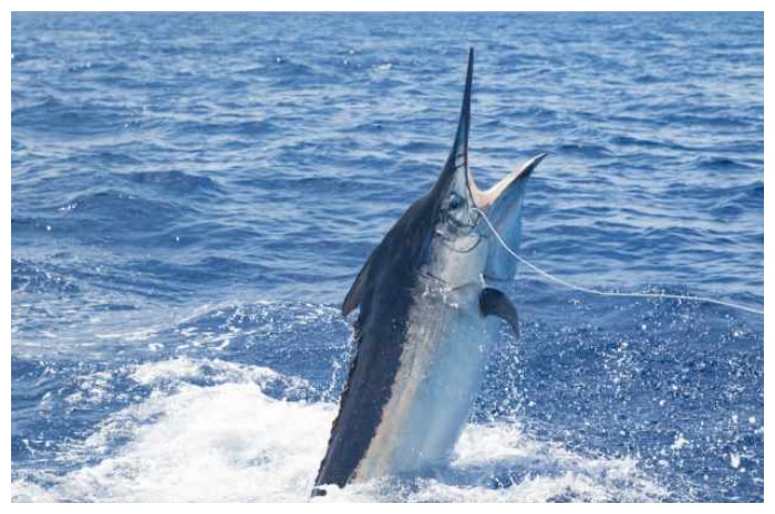 Lezat dan Bergizi, Ini Fakta Lengkap tentang Ikan Marlin