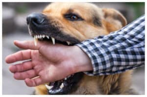 Bahaya Rabies: Ketahui Tanda-Tanda dan Langkah Pencegahannya