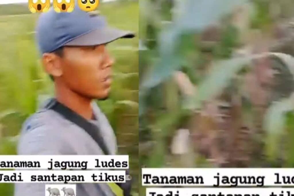 Hama Tikus Serbu Ladang Jagung Petani di Lumajang, Begini Kondisinya