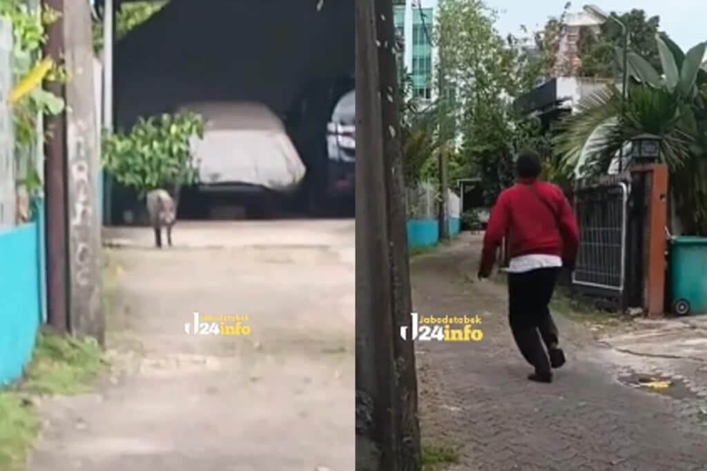 Heboh Babi Hutan Berkeliaran di Jakarta, Tergolong Langka