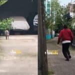 babi hutan berkeliaran di Jakarta