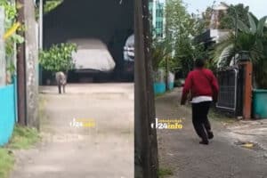 Heboh Babi Hutan Berkeliaran di Jakarta, Tergolong Langka