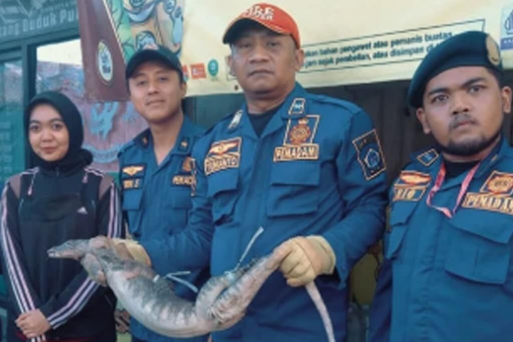 Damkar Tangkap Biawak di Kedai Es Teh Manis, Ditemukan Dekat Lemari Freezer