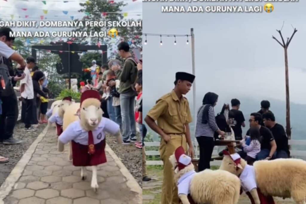 Viral Domba Pakai Seragam Bak Anak Sekolah Lengkap dengan Topinya, Netizen: Lucu Banget Woy