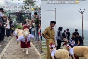 Viral Domba Pakai Seragam Bak Anak Sekolah Lengkap dengan Topinya, Netizen: Lucu Banget Woy