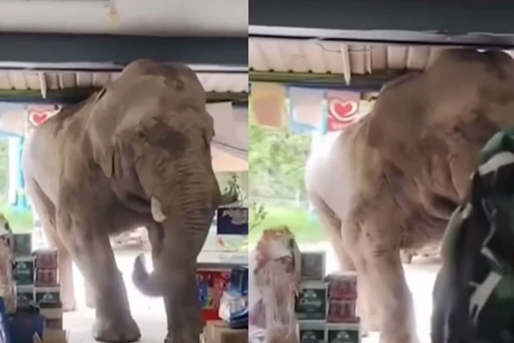 Gajah Masuk Toko Makanan Viral, Diduga karena Kelaparan