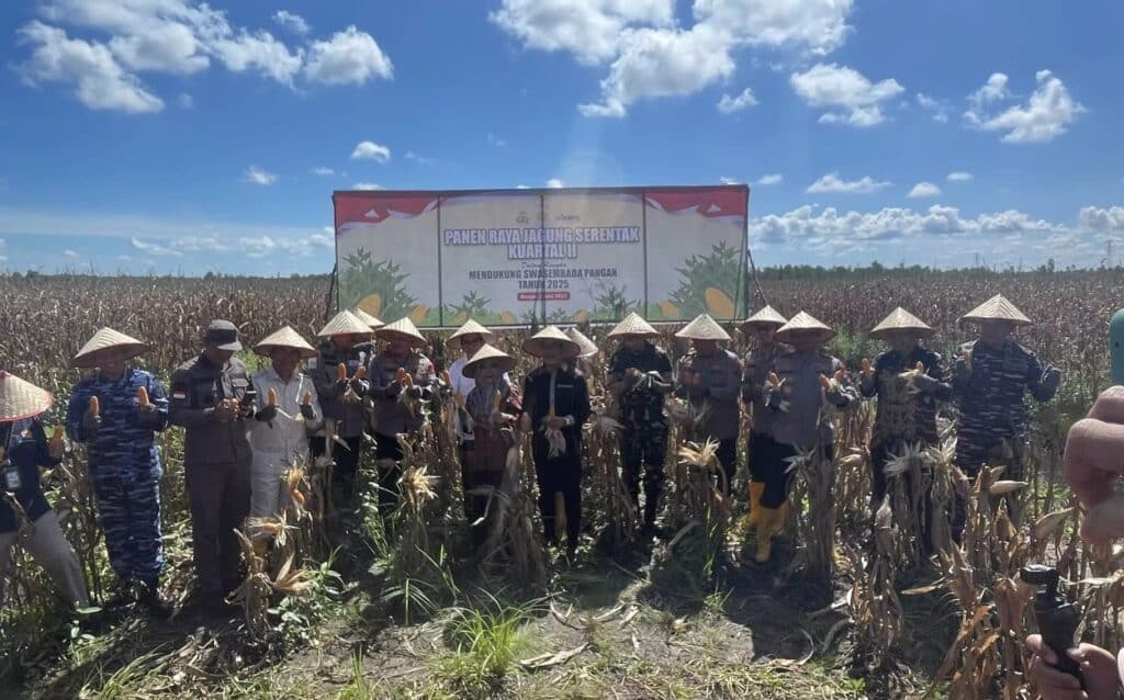 Panen dari Abu: Lahan Karhutla Kalsel Disulap Jadi Sentra Jagung