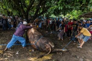 Sapi Kurban dari Presiden Prabowo Disembelih di Bogor, Dedie Rachim Pastikan Proses Sesuai Syariat dan Standar Kesehatan