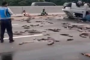 Viral Mobil Pikap Berisi Ikan Lele Terguling di jalan Tol, Muatan Berserakan