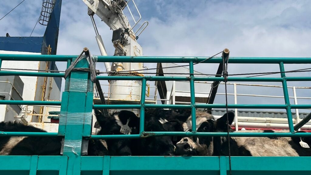 1.500 Sapi Bunting Asal Australia Mendarat, Kementan Tancap Gas Genjot Produksi Susu Nasional