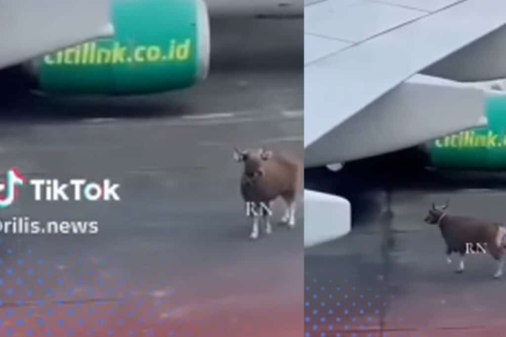 Viral Sapi Masuk Kawasan Bandara, Bingung Cari Jalan Keluar