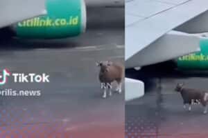 Viral Sapi Masuk Kawasan Bandara, Bingung Cari Jalan Keluar