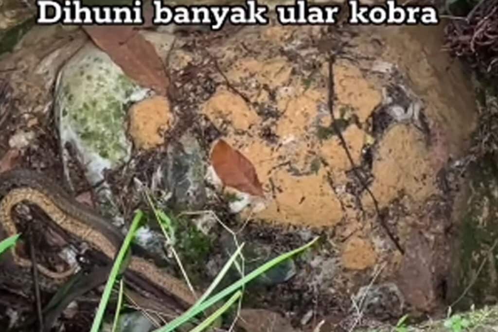 Viral! Sumur Kering di Kebun Sawit Jadi Sarang Ular Kobra, Netizen: Takutnyee