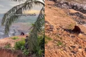 Viral Video Orangutan Berjalan Gontai di Bekas Galian Tambang, Netizen: Serakahnya Manusia