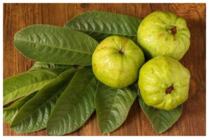 Rahasia Alami Daun Jambu Biji untuk Kulit Wajah Sehat dan Glowing