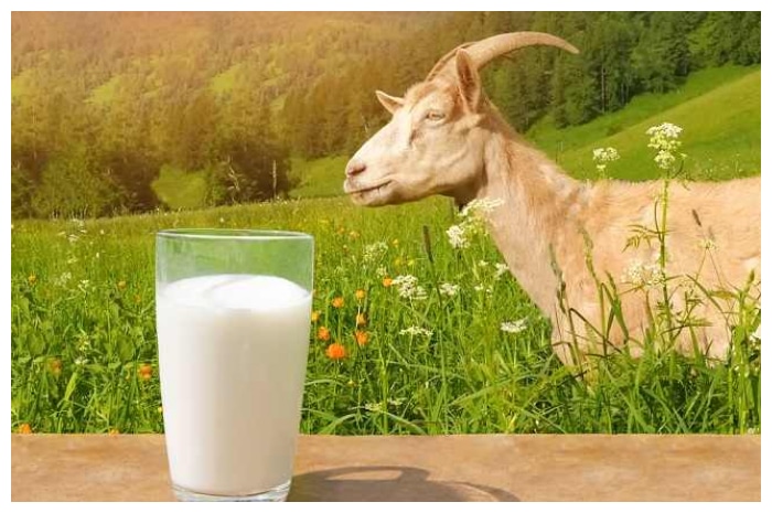Minum Susu Kambing Etawa, Ini 10 Manfaatnya untuk Kesehatan