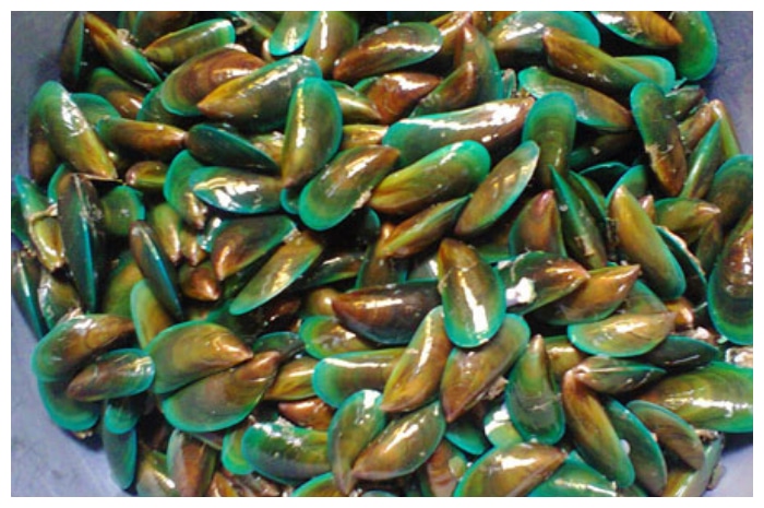 Kerang Hijau: Lezat, Bergizi dan Penuh Manfaat Kesehatan