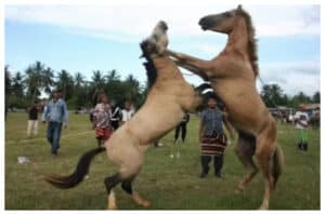 Serunya Adu Kuda di Muna, Atraksi Langka di Sulawesi Tenggara