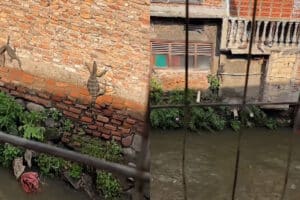 Viral Sejumlah Biawak Berjemur di Tembok Rumah Warga, Netizen: Jadi Kayak Cicak