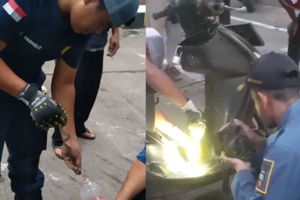 Damkar Keluarkan Ular Hijau yang Bersembunyi di Balik Mesin Motor Warga