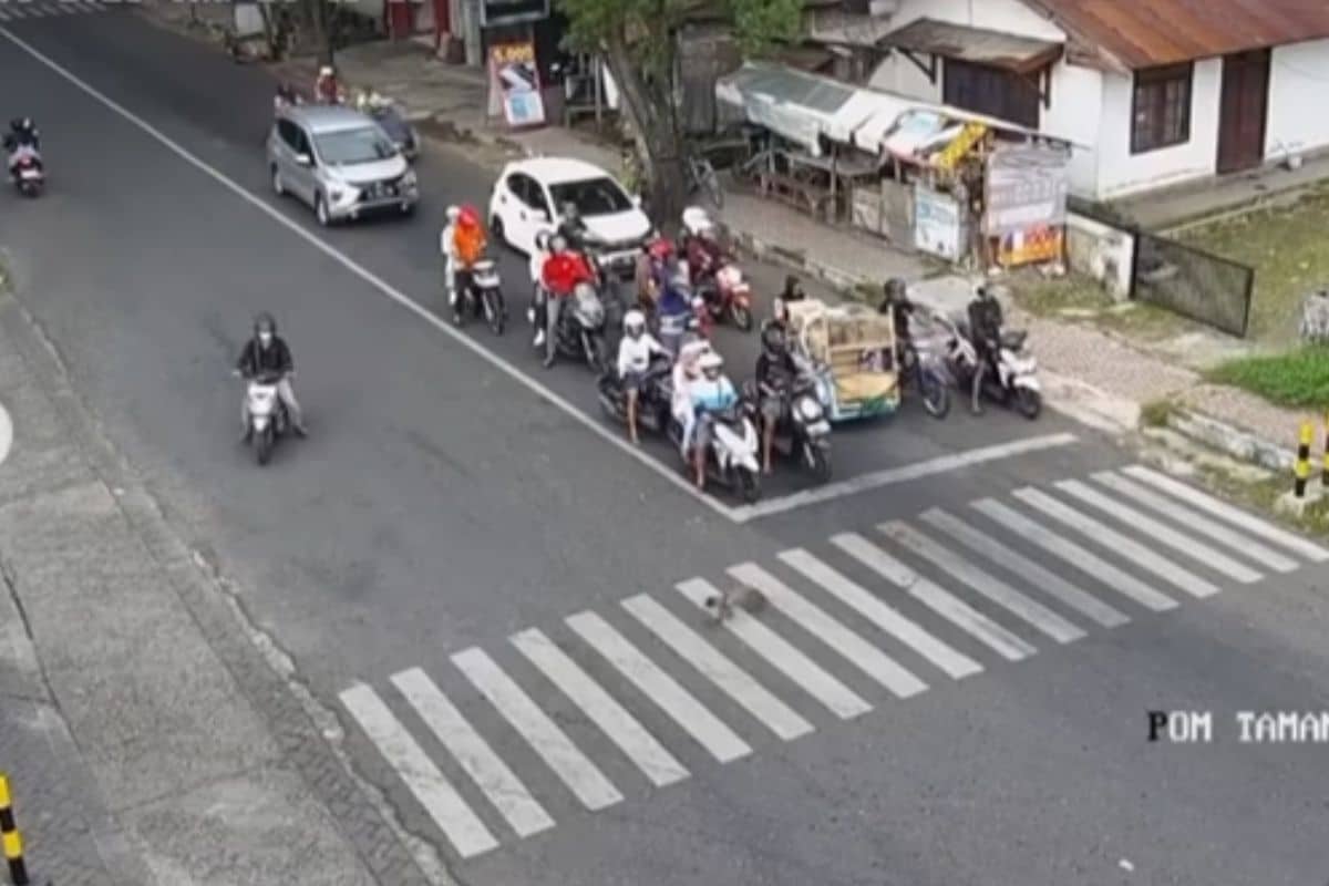 video kucing menyebrang di zebra cross Bondowoso