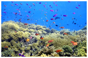 Bunaken, Pulau Tropis dengan Panorama Bawah Laut Menakjubkan