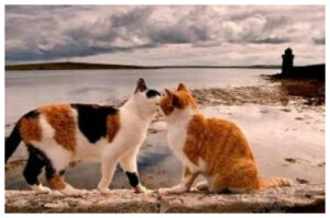 Pulau Dea-Dea, Rumah Ratusan Kucing di Tengah Laut