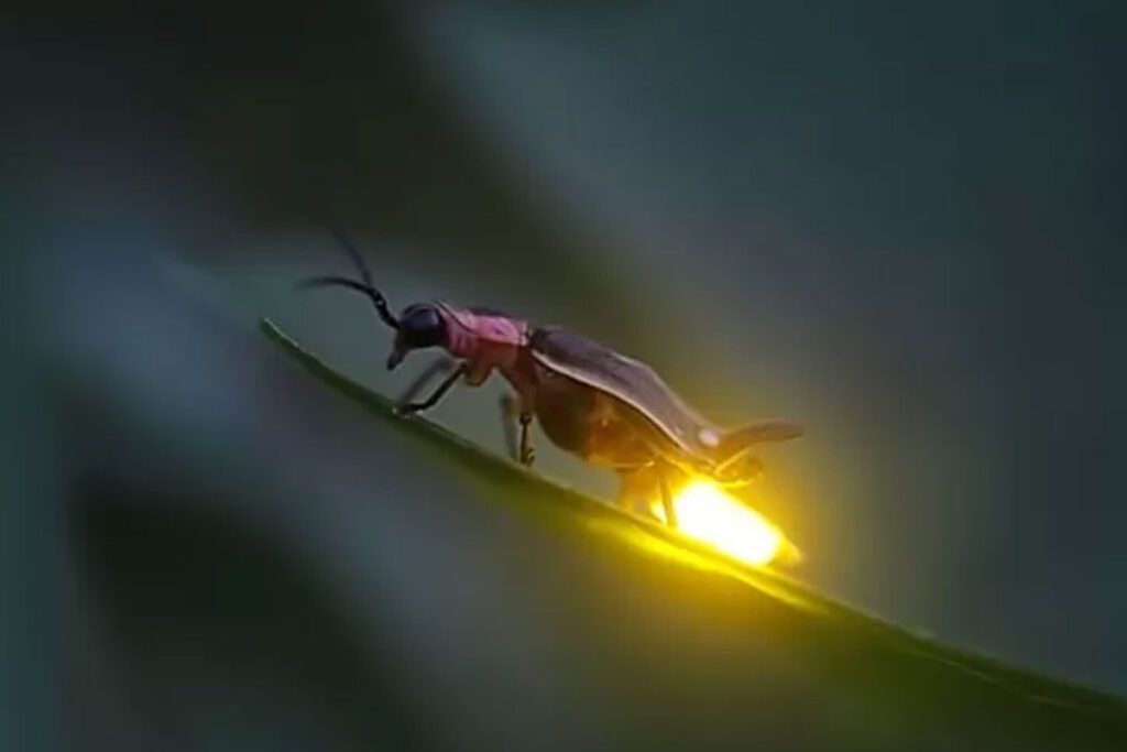 Gawat! Semakin Langka, Generasi Terakhir Lihat Kunang-Kunang Bisa Jadi Orang saat Ini